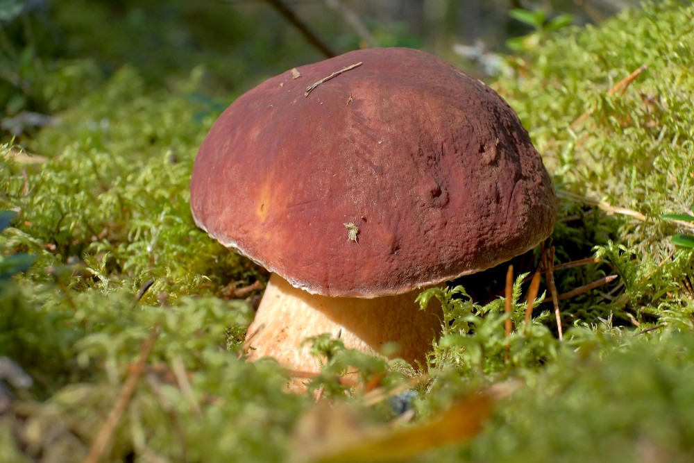 Brown pine bolete resting in green forest moss