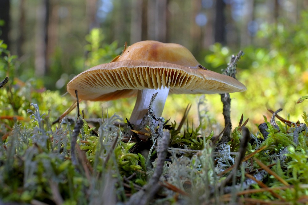 Light yellow mushroom growing in moss in a pine woodland