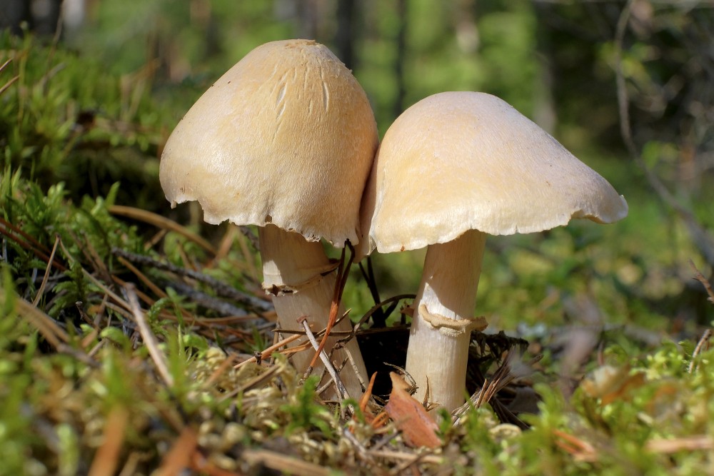 Pair of Tawny Mushrooms in Pine Moss