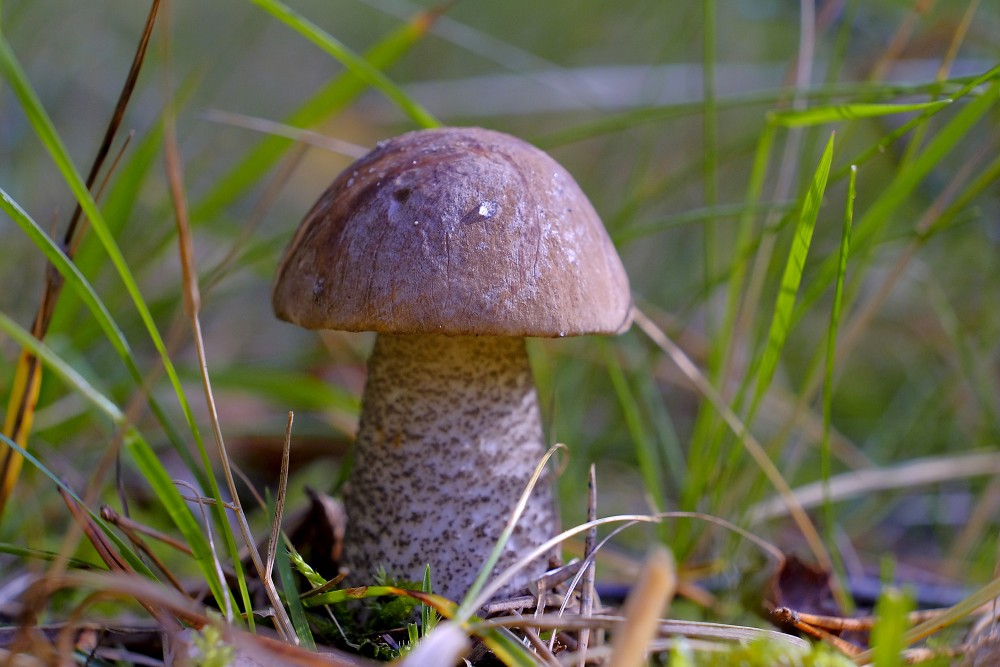 Brown forest mushroom among grass in morning light