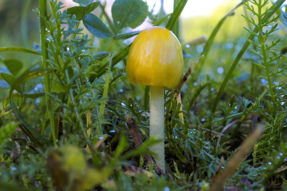 Bright yellow small mushroom in a dewy meadow