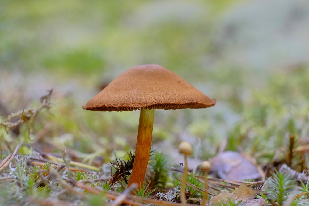 Velvety Brown Mushroom on Forest Moss Close-Up Macro
