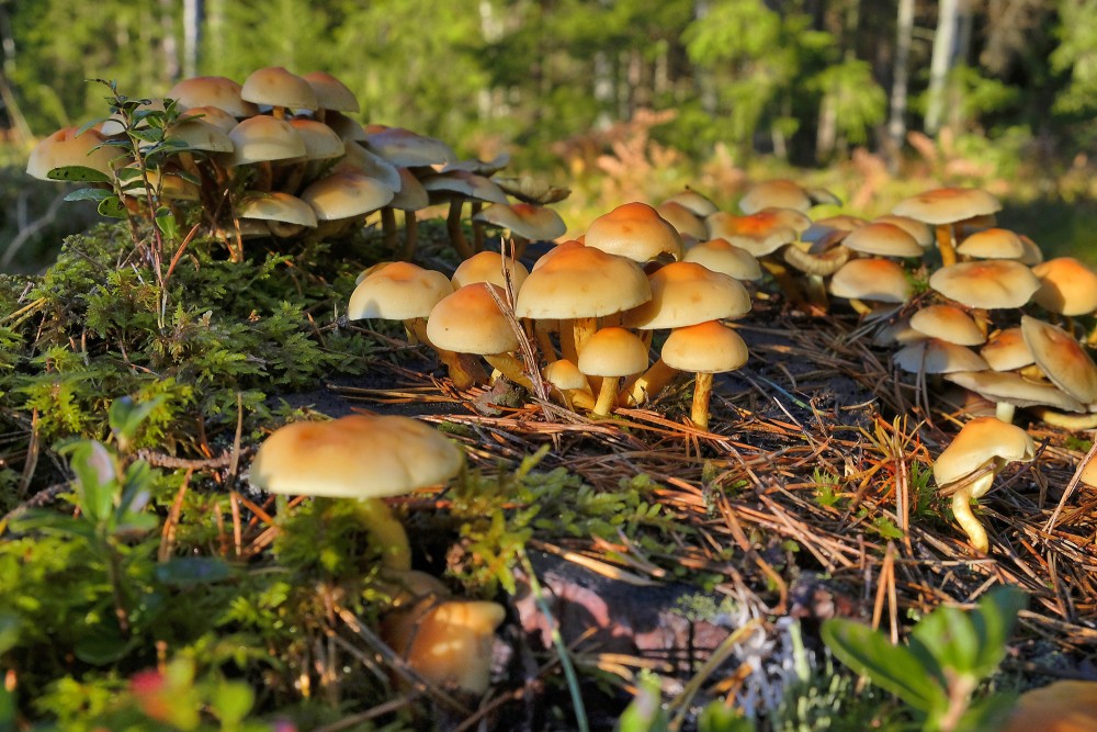 Mushrooms Cluster on Forest Stump