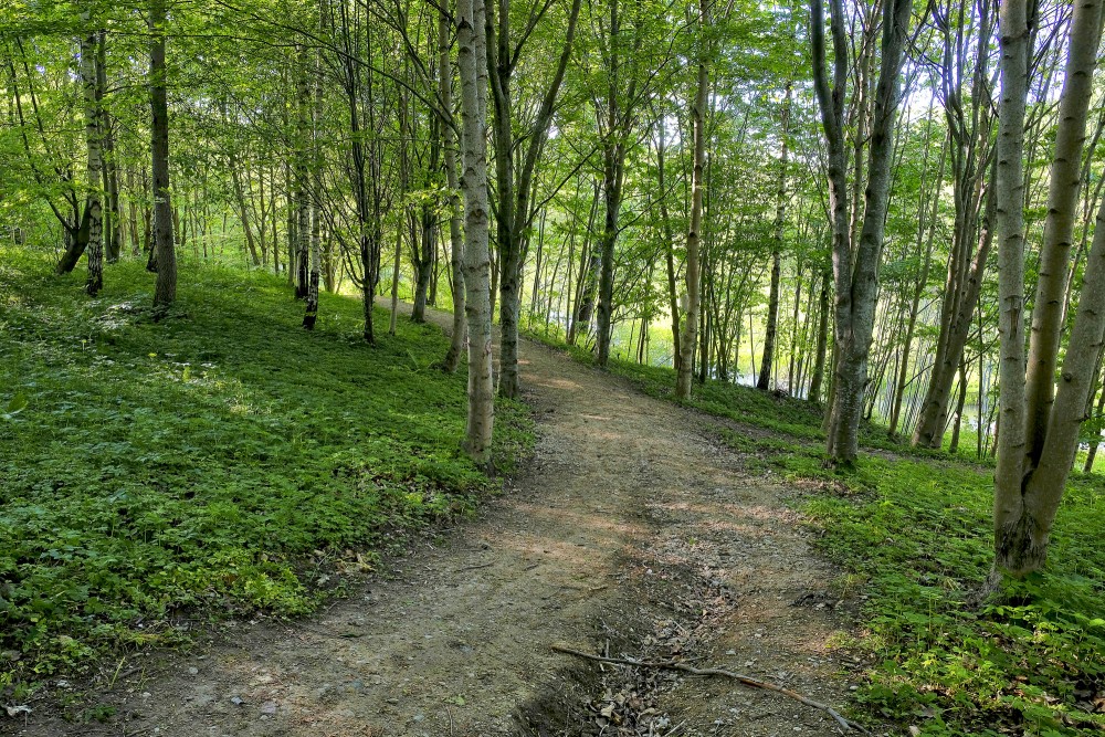 Misiņkalna pastaigu takas Misiņkalna pastaigu takas