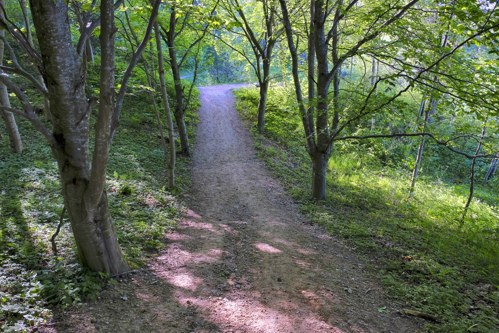 Misiņkalna pastaigu takas Misiņkalna pastaigu takas