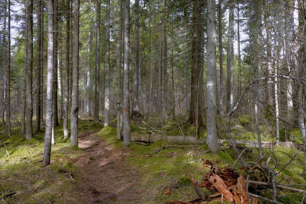 Čužu purva taka un sēravoti