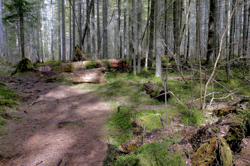 Čužu purva dabas taka