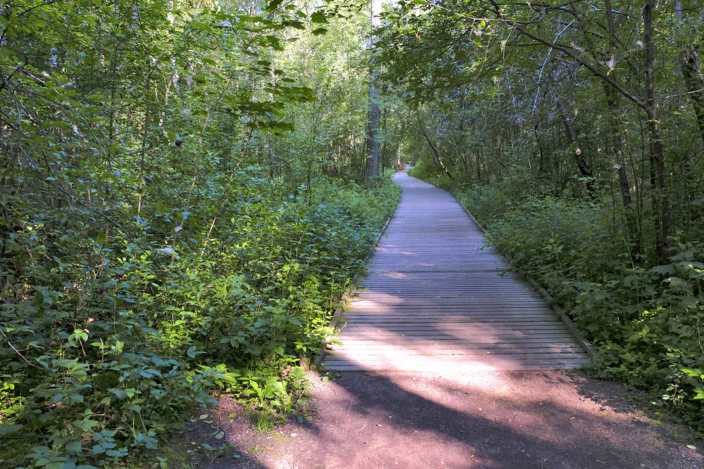 The Walking Route in Mangalsala