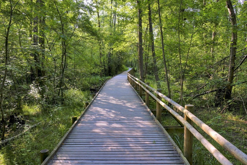 The Walking Route in Mangalsala