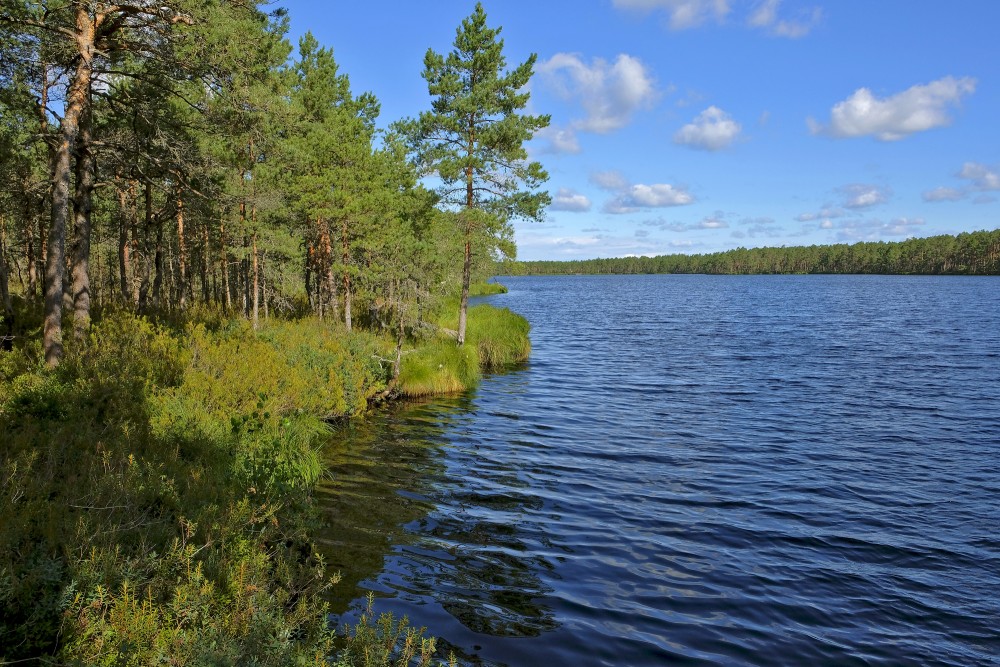 Purezers Lake Landscape