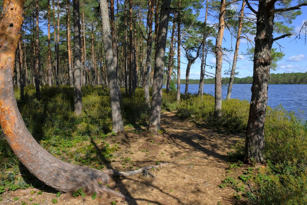Purezers Lake Nature Trail