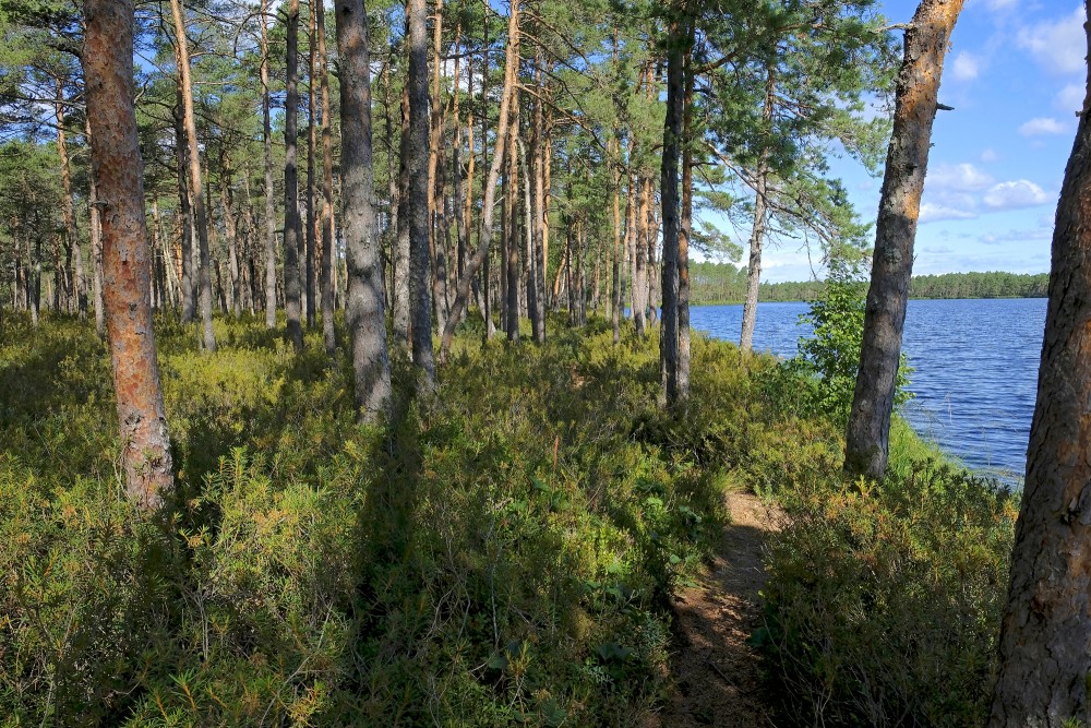 Purezers Lake Nature Trail