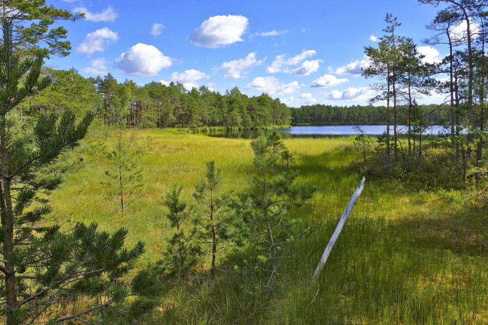 Ejot pa Purezera dabas taku Ejot pa Purezera dabas taku