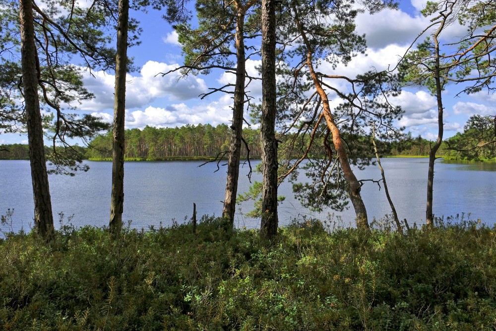 Purezers Lake Landscape