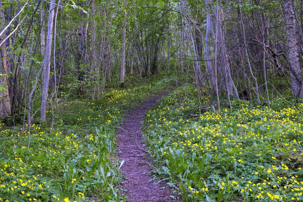 Nature Trail of Swedish Cap