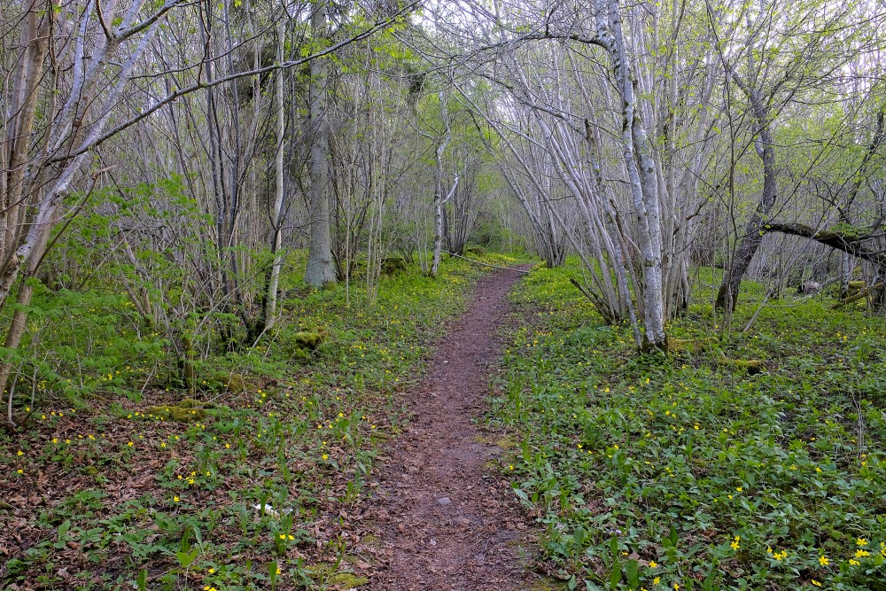Nature Trail of Swedish Cap