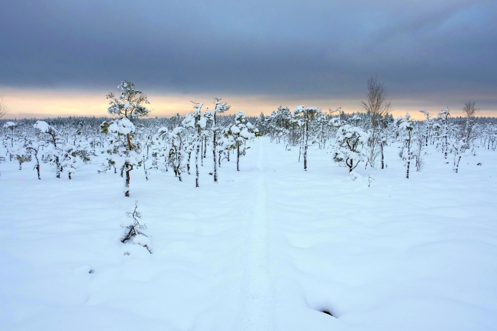 Dunika Bog Trail In Winter