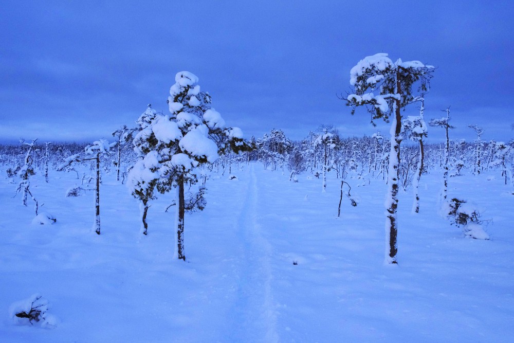 Dunika Bog Trail In The Winter Evening