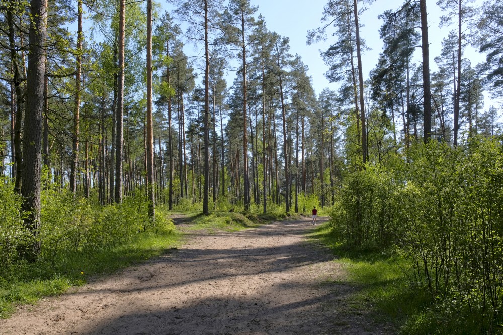 Medema Swamp Trail