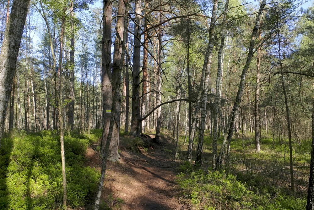 Medema Marsh Trail