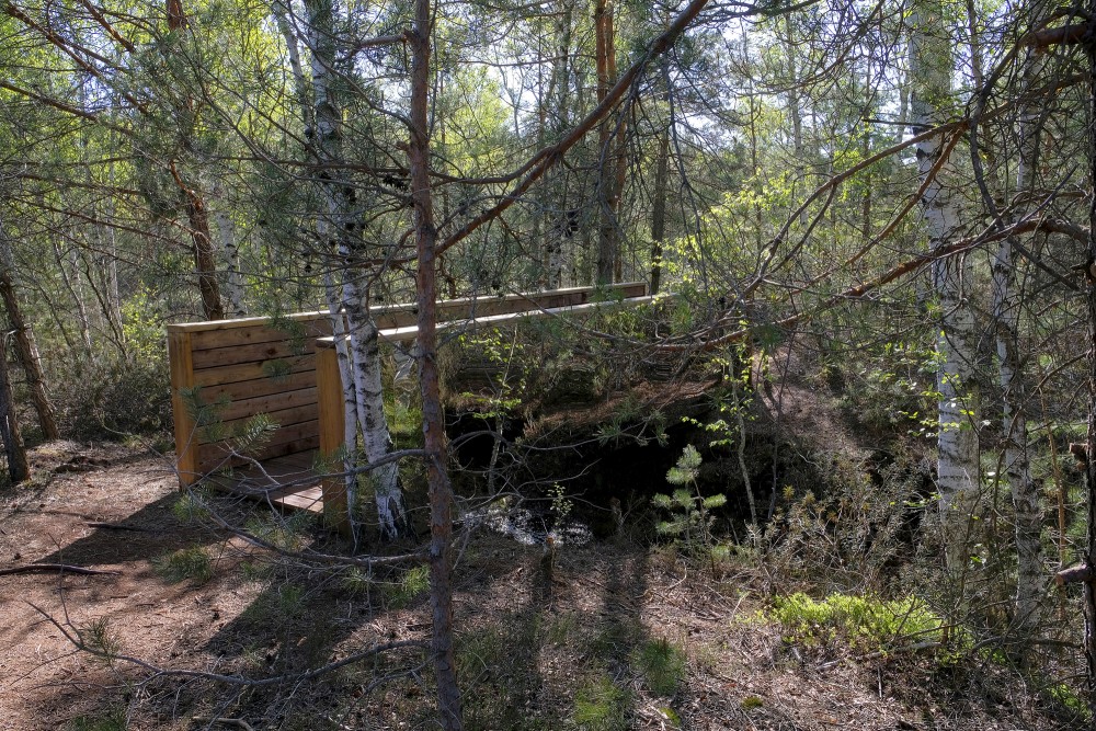 A Bridge on the Medema Marsh Trail