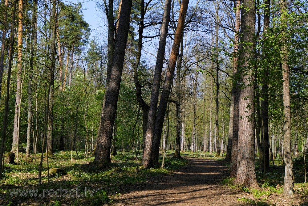 Trail in Langervalde Forest