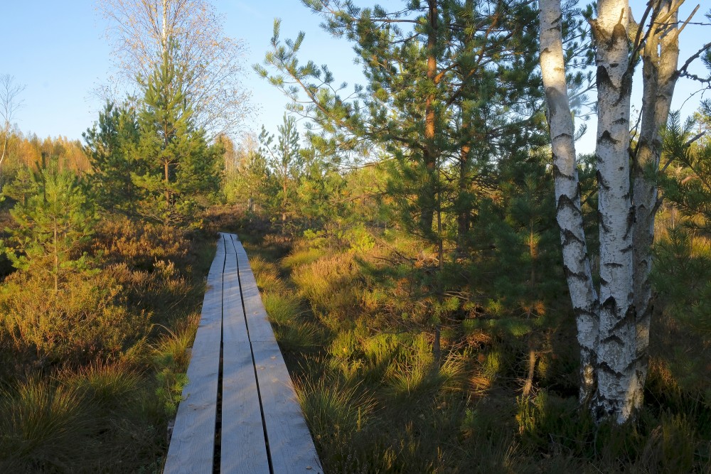 The Vasenieki Swamp Trail