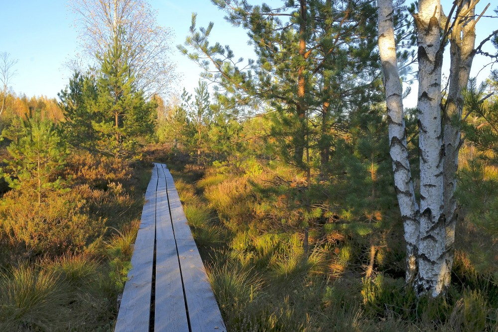 Vasenieku purva taka