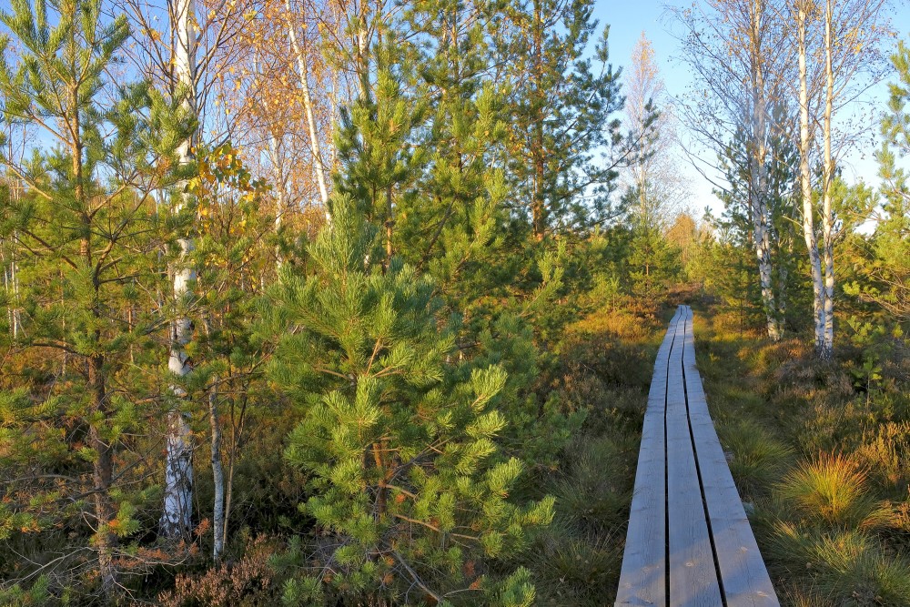 Vasenieku purva taka