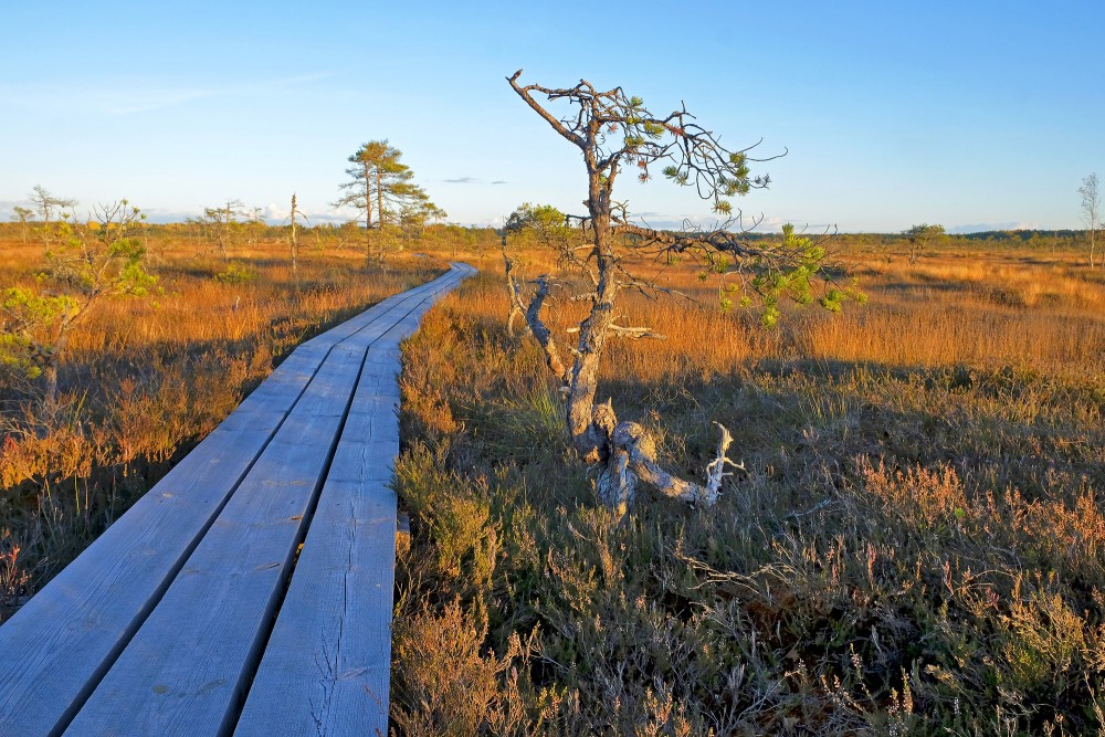 Ejot pa Vasenieku purva taku rudenī