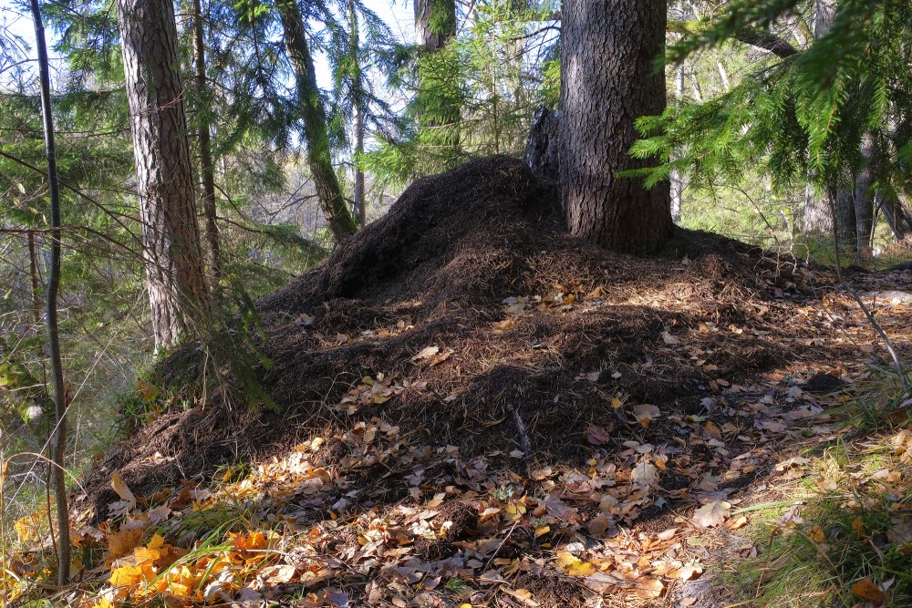 Skudru pūznis Ķirbižu meža takā