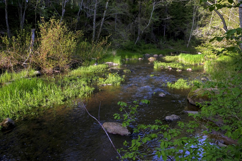 Viesata River Landscape