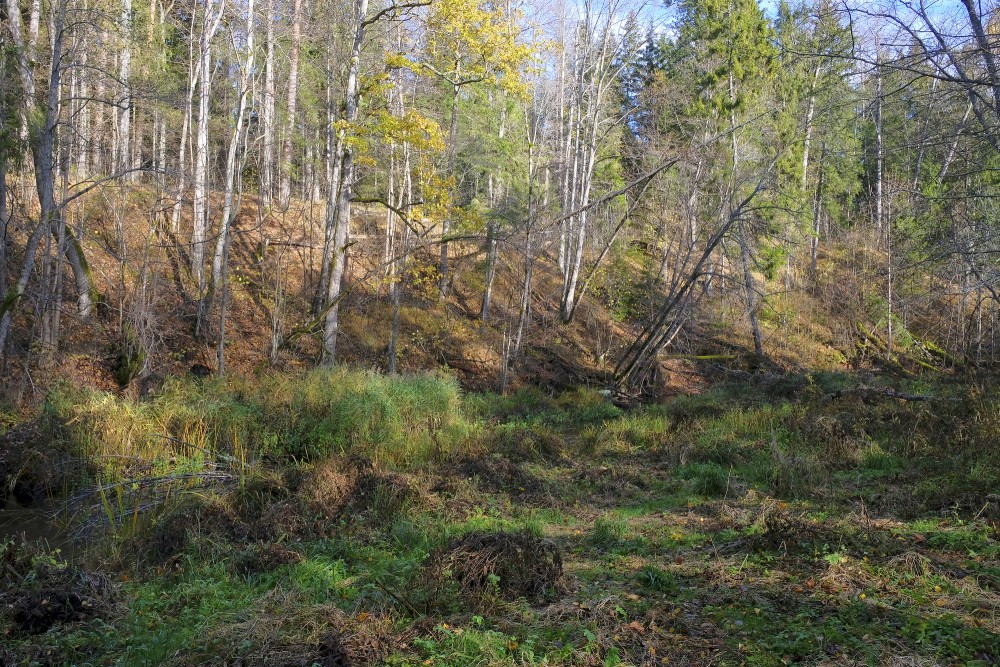 Ķirbiži Forest Trail