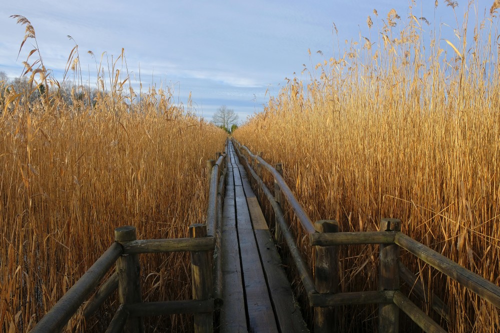 Kaņieris Lake Reed Plank-way in Autumn