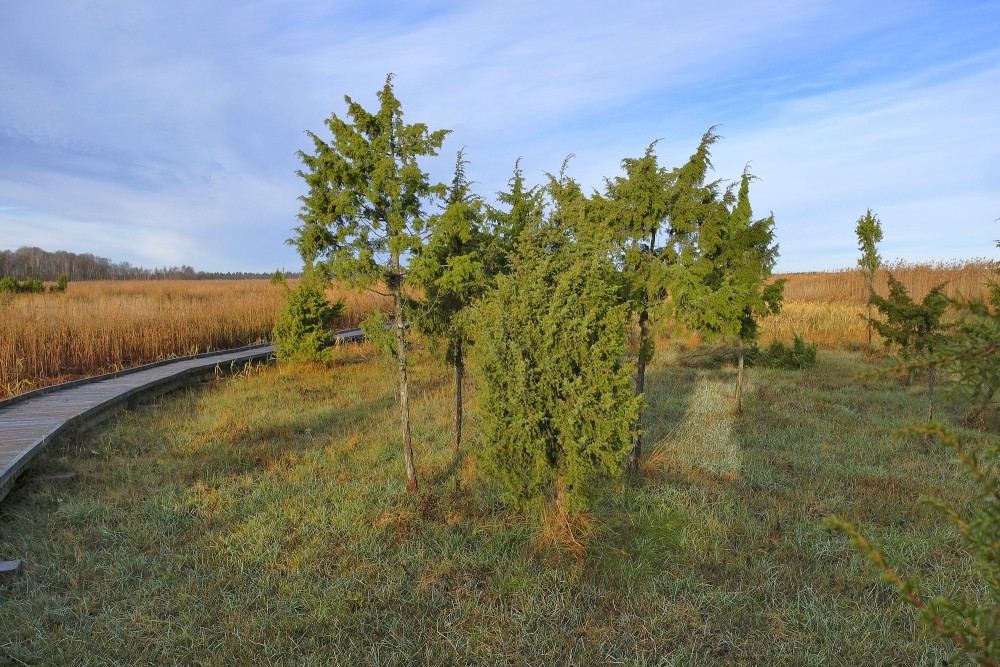 Kadiķi blakus Kaņiera ezera niedru laipai
