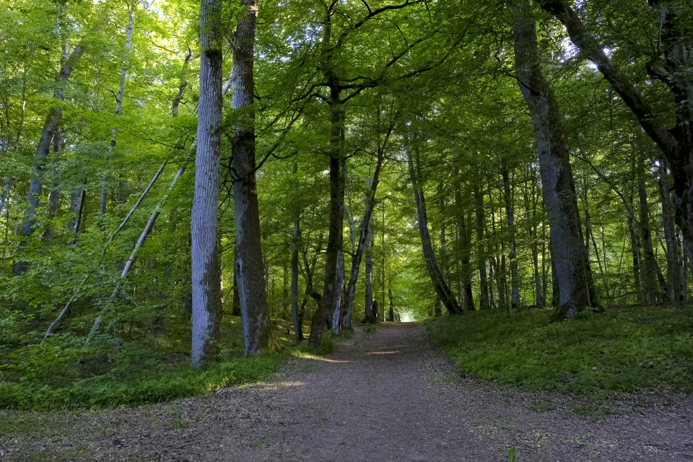 Cīrava Forest Park Trail