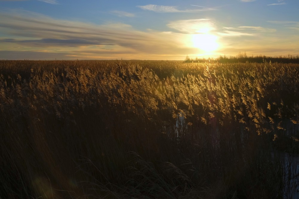 Lake Pape Dry Reeds, Sunset