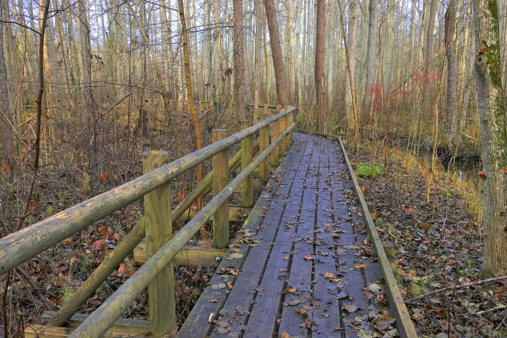 Black Alder Swamp Forest Plankway