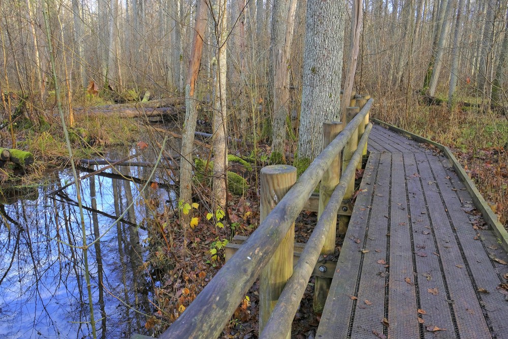 Black Alder Swamp Forest Plankway in Autumn