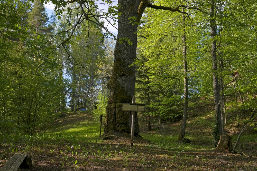 Kalni Nature Trail Landscape With Oak