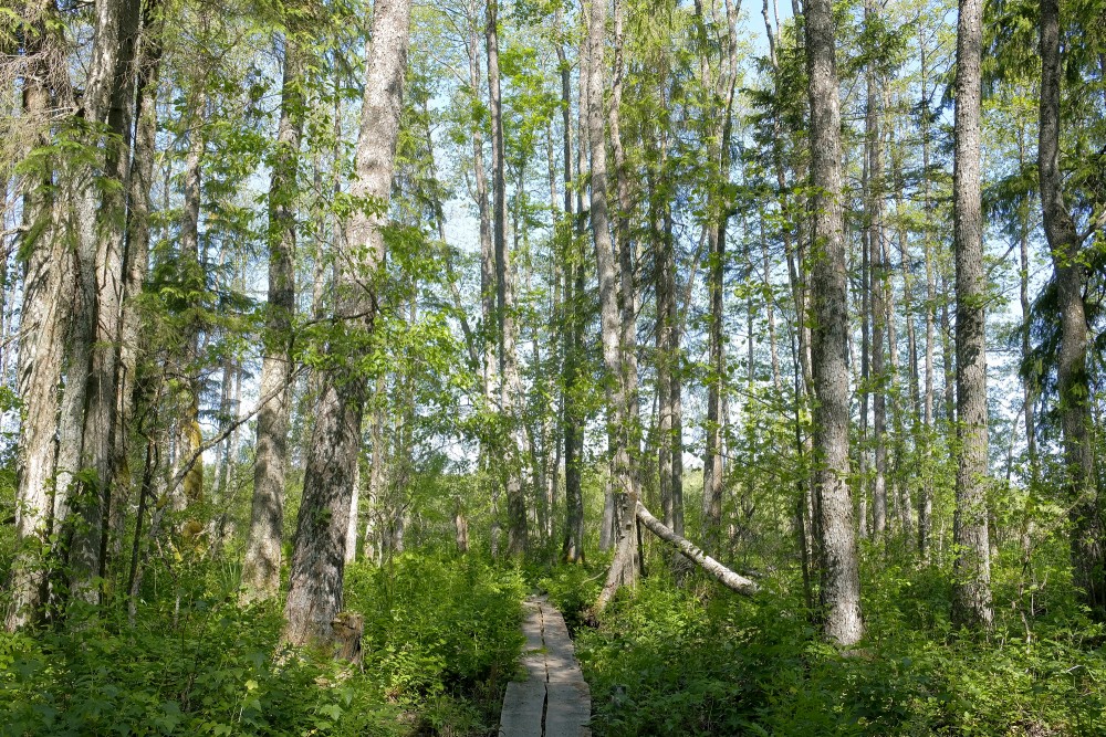 Veseta Swamp Trail