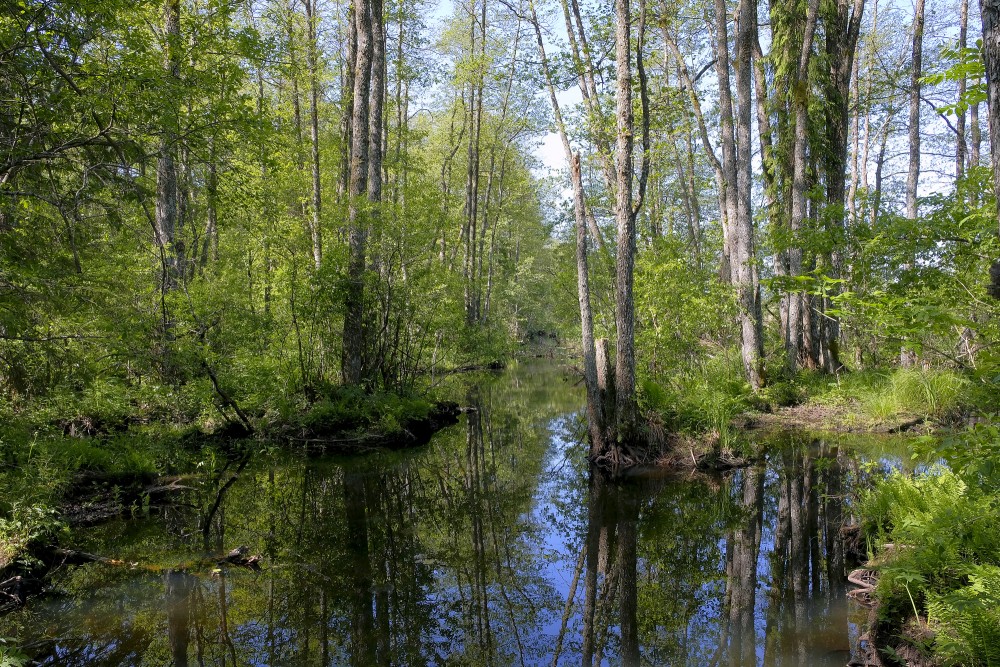 Veseta Floodplain Swamp