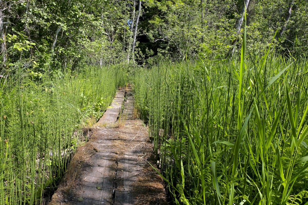 Veseta Swamp Trail