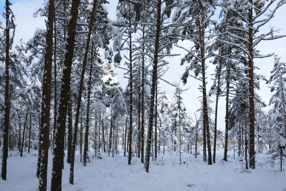 A Snowy Pine Forest, Nature reserve "Lielie Kangari"