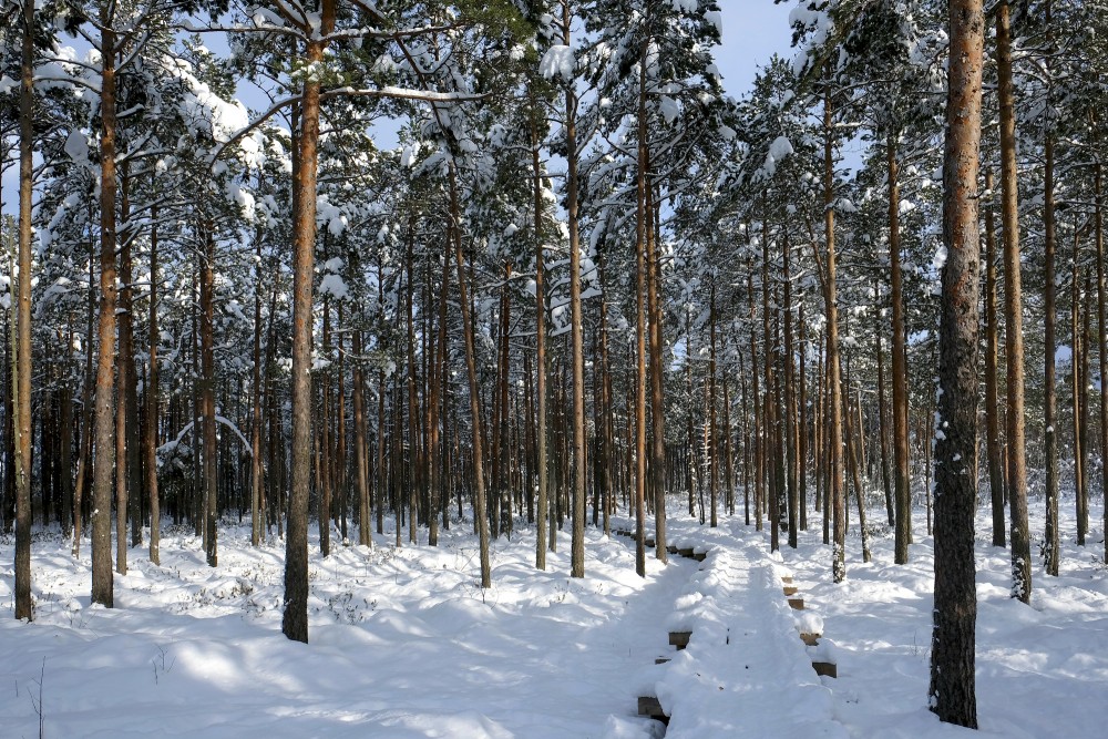 Lielie Kangari nature trail, Pine Forest in Winter