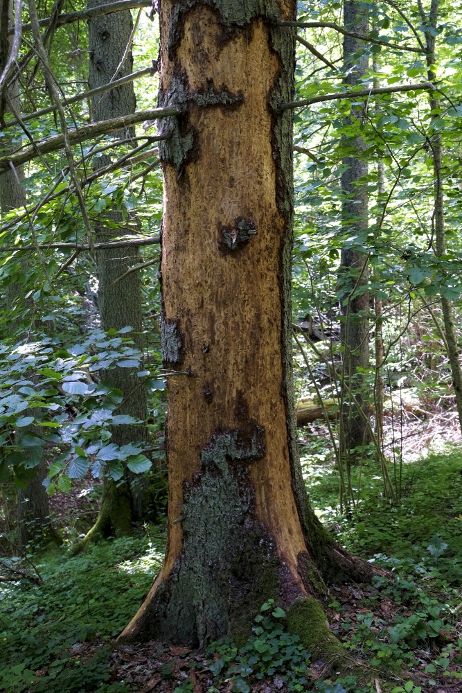 Dead Spruce Trunk
