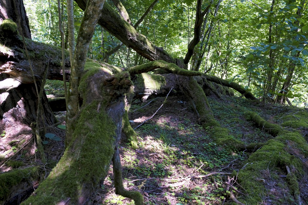 A Rotten Tree on Jāņupīte Nature Trail
