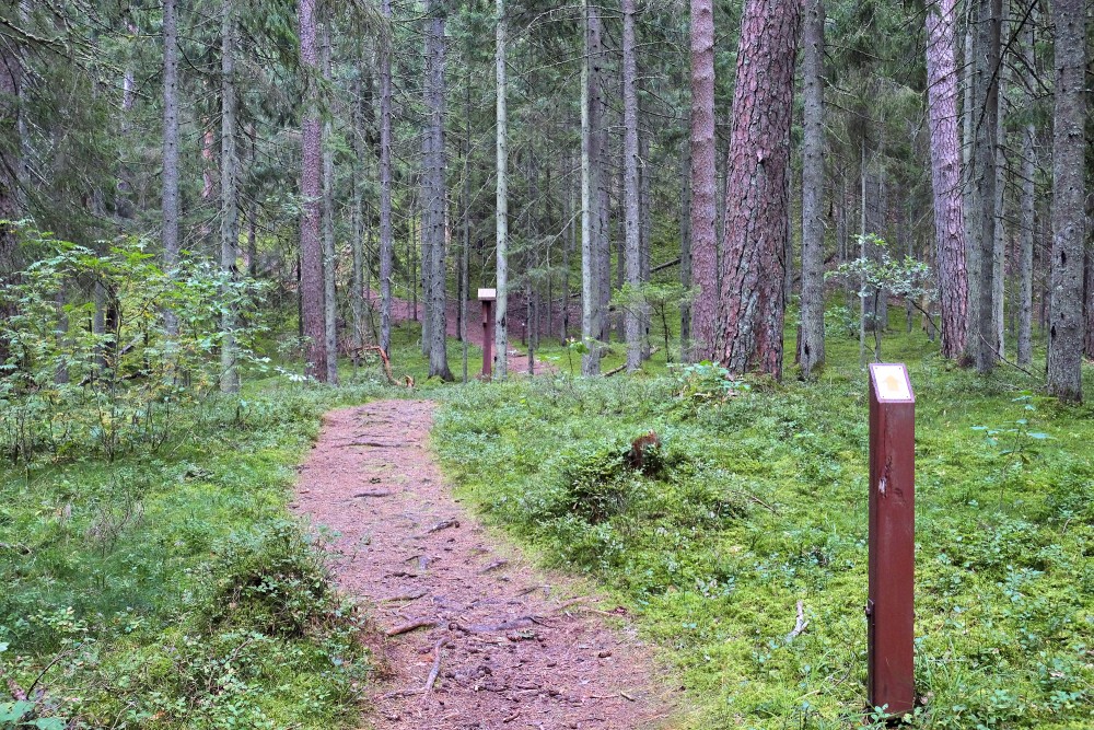 Paplatelė cognitive trail with an information sign among conifer trees