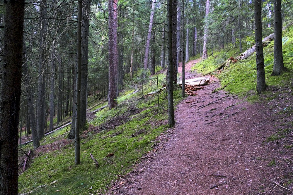 Paplatelė cognitive trail on a slope with roots and a fallen tree along the path