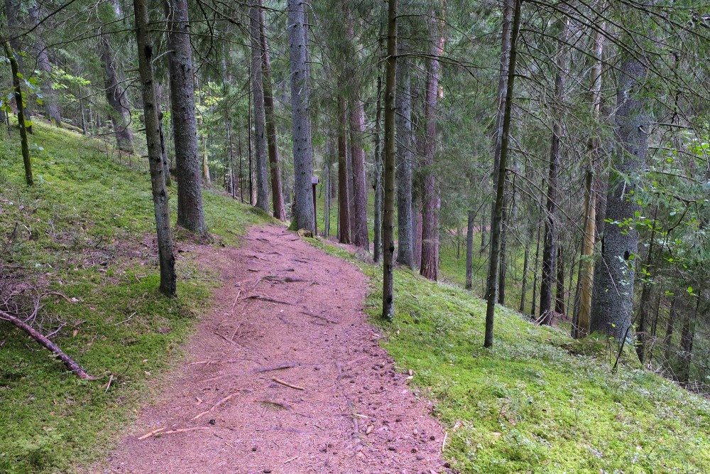 Curving Paplatelė cognitive trail on a hillside among spruce and pine trunks